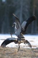 Природа восточных островов Финского залива