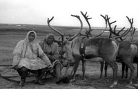 Оленеводы Ямала