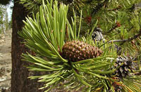 Северо-американская сосна конторта (Pinus Contorta)