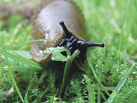 Иберийская черная улитка (arion lusitanicus) 